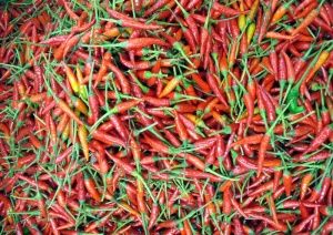 Chilli pepper recipes (a Cookipedia Wiki category page) Laos Food, Red Chili Peppers, Fruit Photography, Texture Photography, Spicy Chili, Chilli Pepper, Peppers Recipes, Chili Peppers, Red Chilli