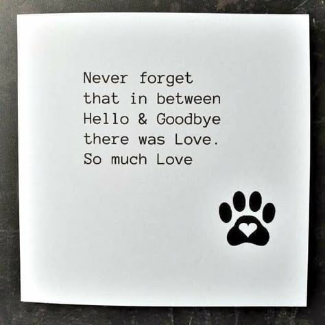 Cat Sympathy Card, Loss Of Cat, Cat Sympathy, Dog Poems, Dog Quotes Love, Cat Loss, Dog Sympathy, Dog Heaven, Loss Of Dog