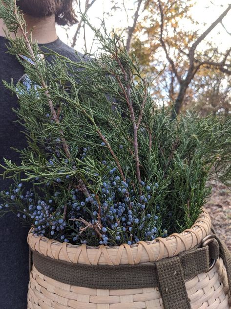 Juniper Medicine for Winter Solstice Season — Rowan + Sage Herbal Education, Juniper Tree, Blue Berries, New Years Traditions, Juniper Berry, Cold Remedies, Evergreen Trees, Growing Herbs, Winter Solstice