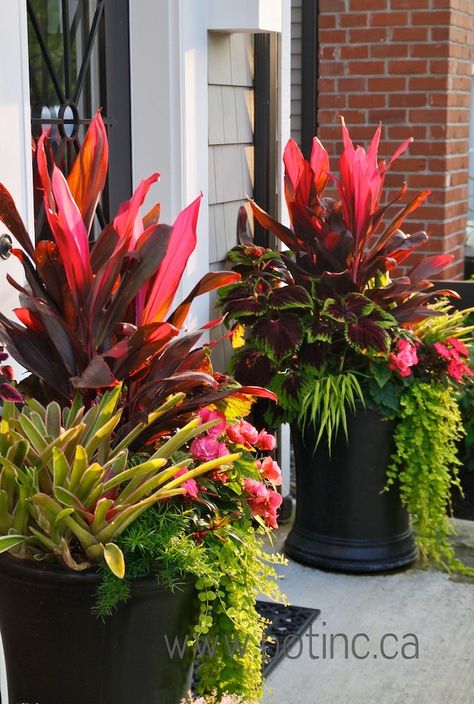 Summer Planter, Container Garden Design, Container Gardening Flowers, Patio Plants, Garden Containers, Container Flowers, Colorful Garden, Outdoor Planters, Tropical Garden