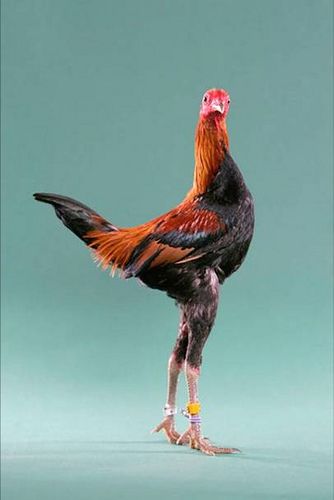 chicken-18 by KOOL-KINI, via Flickr Bantam Chickens, Chicken Pictures, Fancy Chickens, Beautiful Chickens, Hen Chicken, Modern Games, Chickens And Roosters, Chicken Art, Game Birds