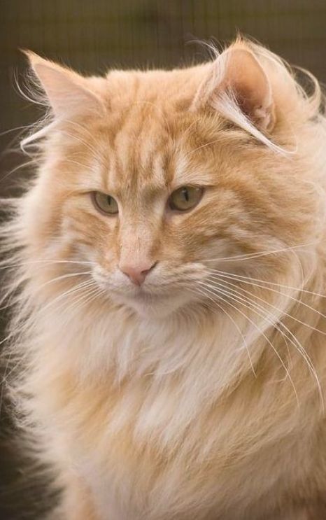 Orange Norwegian Forest Cat, Norwegian Forest Cat Orange, Siberian Forest Cat, Cat References, Medieval Era, Cute Nature, Cat Reference, Norwegian Forest, Ginger Cat