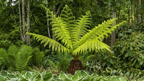 How to winterize tree ferns – two ways to protect these tropical plants from frost Garden Decoration Ideas, Tree Fern, Tropical Foliage, Foliage Plants, Small Trees, Mulch, Winter Months, Tropical Plants, Months In A Year