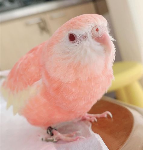 Bourkes Parakeet, Fancy Parakeet, Moth Aesthetic, Silly Birds, Pink Parrot, Birds Pet, Fav Animal, Pink Bird, Dream Baby