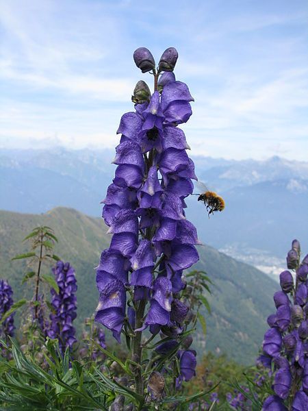 Deadly Garden, Aconitum Napellus, Mary Garden, Poison Garden, Greek Flowers, The Greeks, Poisonous Plants, Herbaceous Perennials, Hardy Perennials