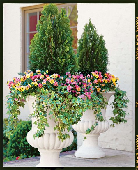 Structure and Style Spring Urns, Zuppa Toscana Soup Olive Garden, Summer Containers, Winter Container Gardening, Container Gardening Ideas, Fall Container Gardens, Fall Containers, Container Garden Design, Container Gardening Flowers