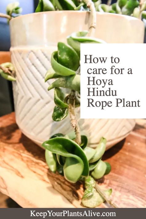 Interested in the Hoya Hindu Rope Plant? Here’s everything you need to know about these unique houseplants! Indian Rope Hoya, Hoya Hindu Rope Plant, Hoya Rope, Hoya Hindu Rope, Hindu Rope Plant, Toxic Plants For Cats, Rope Plant, Lucky Plant, Dream Yard