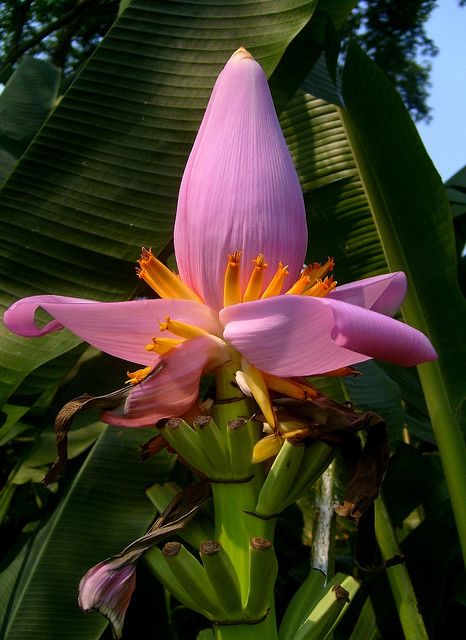 Mexican Jungle, Banana Palm, Banana Flower, Pink Banana, Plant Fungus, Banana Plants, Areas Verdes, Unusual Flowers, Airbrush Art