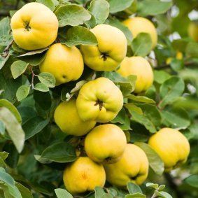 Quinces (Cydonia oblonga) Eureka Lemon Tree, Quince Tree, Quince Fruit, Flowering Quince, Tree Seedlings, Bonsai Seeds, Gothic Garden, Green Fruit, Fruit Garden