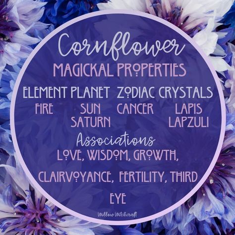 Wormwood Witchcraft, Cornflower Witchcraft, Mugwort Witchcraft, Blue Lotus Flower Magical Properties, Hydrangea Witchcraft, Herbal Witch, Witchcraft Herbs, Magickal Herbs, Kitchen Witchery