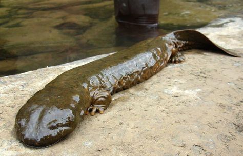 Largest Amphibian species Native to the mountain streams and lakes of China, the Chinese giant salamander is the worlds largest amphibian. On average, an adult salamander can weigh anywhere from 55 to 66 pounds and measure about 3.77 feet across. The heaviest salamander ever recorded weighed 110 pounds and measure 5.9 feet across. Salamanders eat a wide range of things and have been known to dine on dine on insects, worms, other amphibians, shrimps, crabs, fish, and water shrew.  Endangered. Chinese Salamander, Chinese Giant Salamander, Huge Animals, Big House Cats, Giant Salamander, Animals On Land, Longhorn Beetle, Micro World, Giant Animals