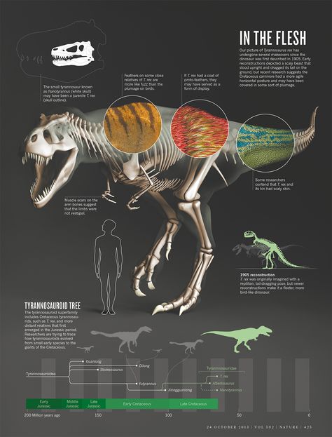 Read through today's infographic and find out something new about the T-Rex you may have never heard before! Types Of Dinosaurs, Ancient Animals, Paleo Art, Extinct Animals, Dinosaur Fossils, Jurassic Park World, Dinosaur Art, Prehistoric Creatures, Prehistoric Animals