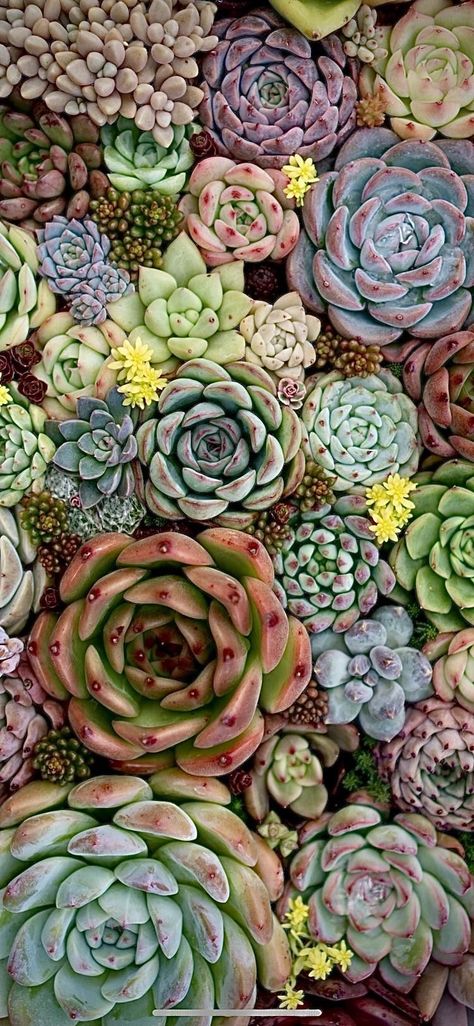 Succulent Phone Wallpaper, Succulent Wallpaper, Succulents Wallpaper, Filter Photography, Succulent Photography, Kaktus Dan Sukulen, Inspiration Wallpaper, Wallpaper Inspiration, Succulent Art