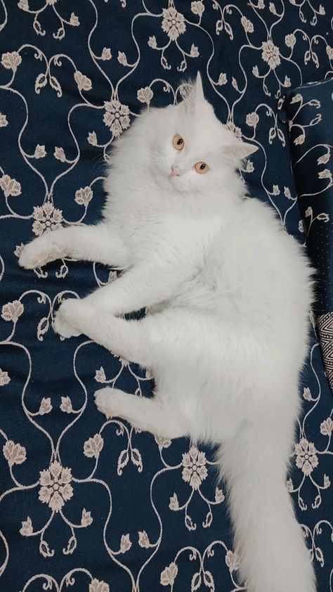 Persian Cat Snap, Cute Persian Cats, Dna 3d, Cute Quotes For Instagram, Cat Boy, Persian Cats, Happy Birthday Template, Anime Muslim, Bff Photoshoot Poses