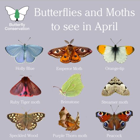 Moth Symbolism, Butterfly Identification, Types Of Moths, Insect Identification, Butterfly And Moth, Butterfly Feeder, Moth Species, Types Of Butterflies, E Newsletter