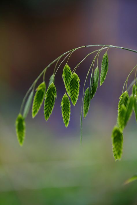 Chasmanthium Latifolium Grasses - Hopes Grove Nurseries Chasmanthium Latifolium, Photinia Red Robin, Lavender Hedge, Beech Hedge, Fruit Tree Garden, Fast Growing Hedge, Topiary Plants, Bay Tree, Hedging Plants