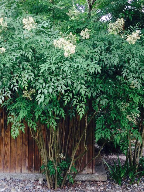 Heavenly bamboo Nandina as a screen or hedge. Does well in part shade, evergreen, flowers in late summer. Shade Evergreen, Nandina Plant, Heavenly Bamboo, Heather Gardens, Nandina Domestica, Evergreen Flowers, Architectural Plants, Shade Shrubs, Garden Privacy