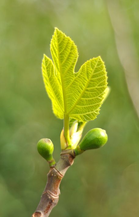 Bread Cones, Beginning Of Spring, Fig Leaves, Spring Beauty, Welcome Spring, Spring Sign, Spring Has Sprung, Spring Blossom, Green Nature