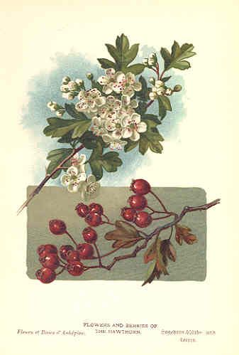 Stephanie Doucette, M.S., L.Ac.: Hawthorn for Heart Health Hawthorn Tree Tattoo, Hawthorn Tattoo, Hawthorn Tree, Hawthorn Berry, Botanical Tattoo, Tree Tattoo, Plants Flowers, Tree Leaves, Leaf Flowers