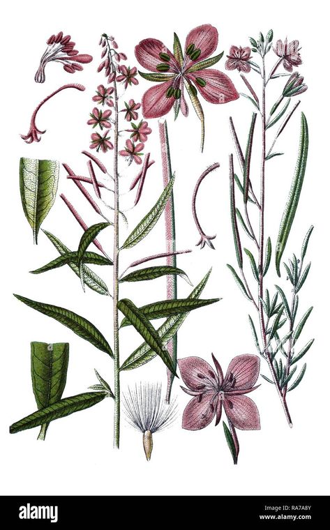 Download this stock image: Fireweed, Rosebay willowherb (Epilobium angustifolium) on the left, Alpine willowherb (Epilobium dodonaei) on the right - RA7A8Y from Alamy's library of millions of high resolution stock photos, illustrations and vectors. Rosebay Willowherb, Tattoo Board, Trade Books, Travel Book, Print Images, Planting Flowers, Wild Flowers, Photo Image, Vector Illustration