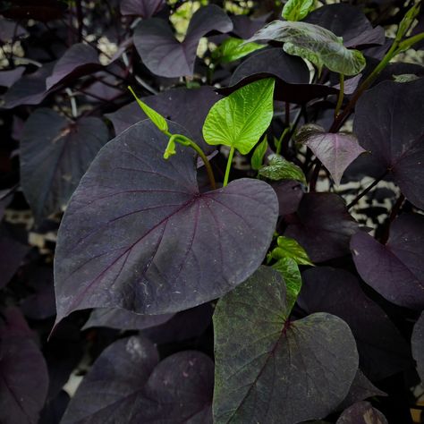 Black heart sweet potato vines (Ipomoea batatas) going crazy. . . . . . . . . . . . . . . . . . #blacksweetpotatovine #Ipomoeabatatas… | Instagram Sweet Potato Vines, Sweet Potato Vine, Potato Vines, Sweet Potato Pie, Black Flowers, Landscaping Plants, Black Heart, Tropical Plants, Going Crazy