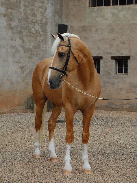 Cavalo Palomino, Palomino Horses, Palomino Horse, And So It Begins, Most Beautiful Horses, Most Beautiful Animals, Majestic Horse, Horses And Dogs, All The Pretty Horses