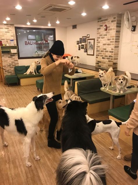 Cat cafes are everywhere these days — but now we’re beginning to see dog cafes pop up on the scene. Seoul Restaurants, Cat Cafes, Indoor Dog Park, Dog Restaurant, Pet Cafe, Dog Grooming Shop, Dog Grooming Salons, Dog Hotel, Dog Friendly Hotels