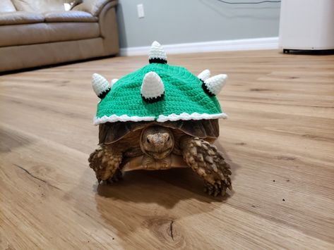 Tortoise Halloween Costume, Tortoise Costume, Tortoise Clothes, Types Of Turtles, Turtle Hat, Turtle Sweaters, Cute Tortoise, Tortoise Habitat, Turtle Habitat