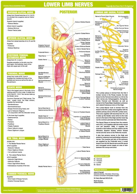 Human Body Nervous System, Sacral Plexus, Human Anatomy Chart, Limb Anatomy, Nervous System Anatomy, Muscle Diagram, Femoral Nerve, Nerve Anatomy, Anatomy Chart