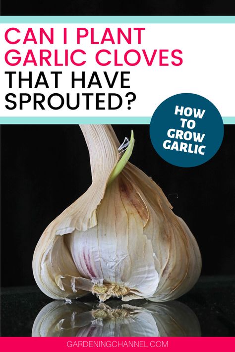 How To Plant Sprouted Garlic, How To Start Garlic From Cloves, Growing Garlic From Cloves Indoors, How To Plant Garlic Cloves, How To Plant Garlic From Cloves, Planting Garlic From Cloves, How To Grow Garlic From A Clove, Grow Garlic From Clove, Planting Garlic Cloves