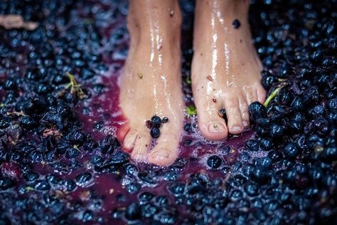 wine feet grape stomping Grape Stomping, Wine Jewelry, Wine Poster, A Present, Wine Making, Cheer Up, Wine Lovers, Poster Print, Grapes