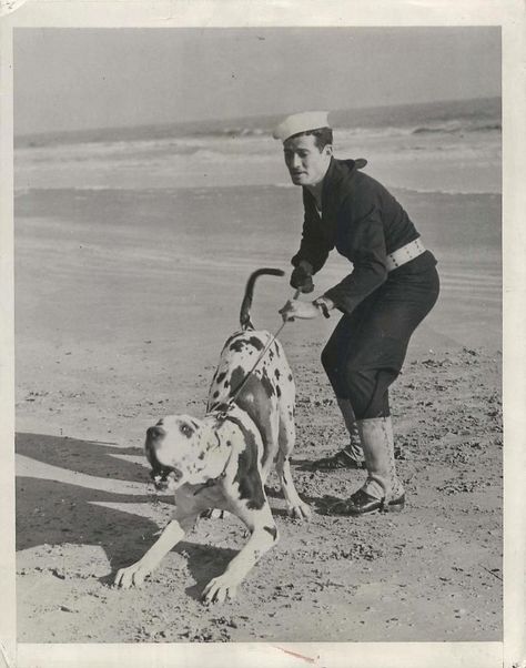 WWII U.S. Coast Guardsman Training Great Dane Dog for Duty Original Press Photo Guard Dog Training, Dog Club, Military Dogs, Dane Dog, Great Dane Dogs, Us Marine, Guard Dogs, Mountain Dogs, Press Photo