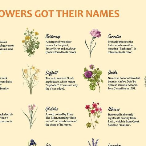 Adam Aleksic on Instagram: "How flowers got their names!  #etymology #interesting #linguistics #infographic #gardening #flowers" Linguistics Infographic, Flowers And Their Names, Greek Names, Gardening Flowers, Flower Names, Latin Words, Daffodils, Hibiscus, Florist