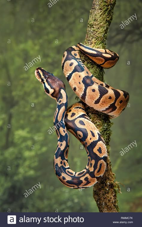 Royal Python, Snake Painting, Snake Photos, Snake Drawing, Scary Animals, Python Snake, Snake Art, Reptiles And Amphibians, Jungle Animals