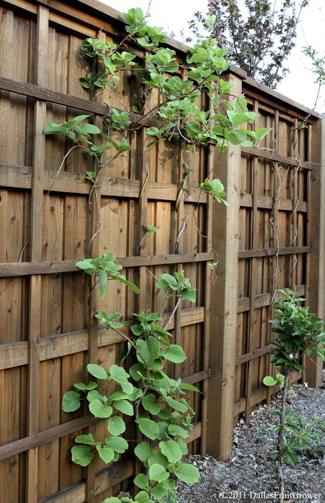 Living Fences, Vine Fence, Steep Gardens, Kiwi Vine, Grape Trellis, Wood Fences, Vine Trellis, Living Fence, Pergola Attached To House