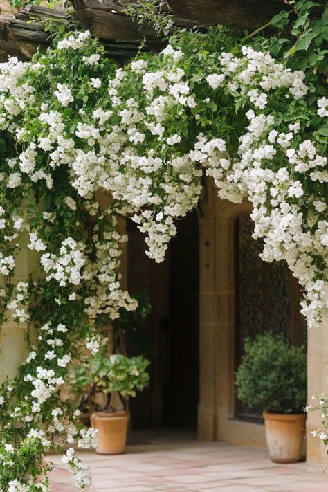 "Jasmine is a fragrant and elegant choice for transforming your pergola into a serene, aromatic escape! 🌿🌸 With its delicate white blooms and enchanting scent, Jasmine adds a touch of romance and tranquility to any outdoor space. Quick to grow and bursting with fragrance, this climbing plant creates a dreamy atmosphere, perfect for unwinding in your garden retreat. 😍✨ #JasmineJoy #ClimbingPlants #PergolaInspiration #GardenSerenity" Climbing Jasmine Wall, Climbing Jasmine Vines, Climbing Plants On House, Jasmine Archway, Jasmine Plant Outdoor, Jasmine Plant Climbing, Jasmin Plant, Plants For Pergolas, Jasmine Climber