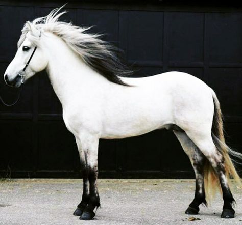 Grey Pony Icelandic Horse, Grey Horse, Most Beautiful Animals, Majestic Horse, Horses And Dogs, Miniature Horse, All The Pretty Horses, Horse Equestrian, Horse Photos