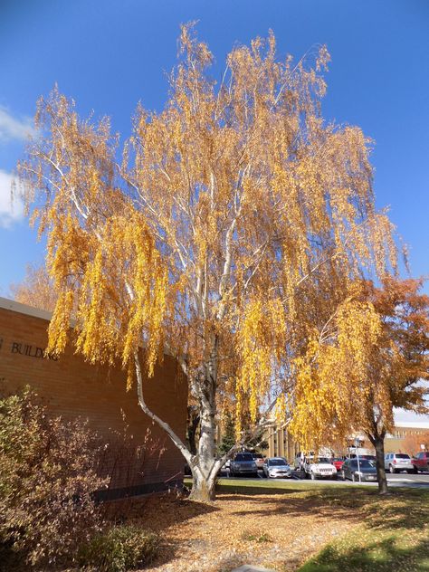 Betula pendula 'Dalecarlica'  Cutleaf Weeping Birch Zone 2 H: 40ft S: 25-30ft Fairy Cottage Interior, Weeping Birch Tree, Weeping Birch, Betula Pendula, Street Trees, Western Washington, Cottage Interior, Zone 2, Fairy Cottage