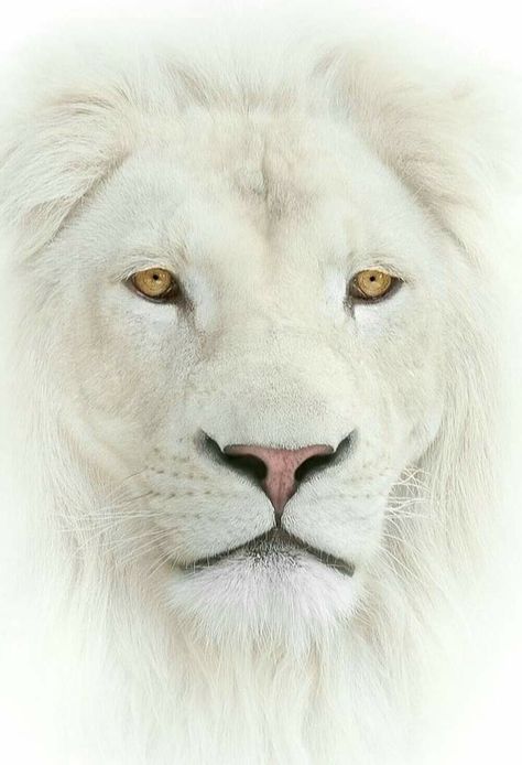 Black And White Lion, Lion Artwork, Lion Photography, Beautiful Lion, Lion Love, Flag Wallpaper, Photography Wildlife, Albino Animals, Lion Wallpaper