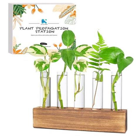 KAXYEW Plant Propagation Station, Plant Propagation Tubes, Gifts for Plant Lovers Office Desk House Garden Décor Plant Terrarium with Wooden Stand Tabletop Terrarium, Plant Propagation Station, Diy Terrarium Kit, Test Tube Vase, Propagation Station, Bulb Vase, Plant Terrarium, Hydroponic Plants, Plant Propagation