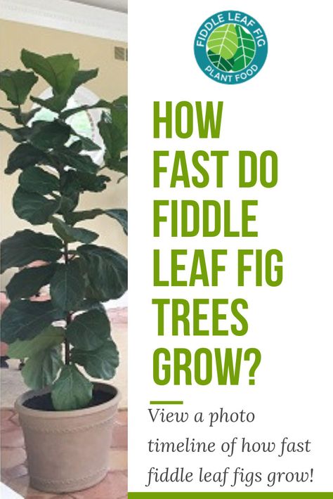 How fast do fiddle leaf fig tress grow is a common question here at The Fiddle Leaf Fig Plant Resource. Click to view a full photo timeline. Fiddle Leaf Fig Care, Fiddle Fig Tree, Fiddle Leaf Fig Plant, Fiddle Tree, Fiddle Leaf Tree, Photo Timeline, Fig Trees, Fig Plant, Fiddle Fig