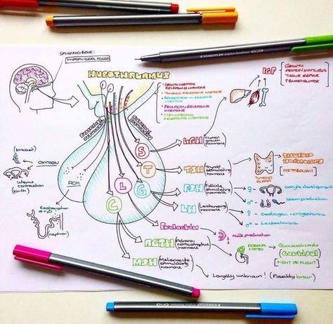 خريطة ذهنية, Medicine Notes, Medical Student Study, Medicine Student, Nursing School Tips, Nursing School Notes, Medical School Studying, Science Notes, Biology Notes