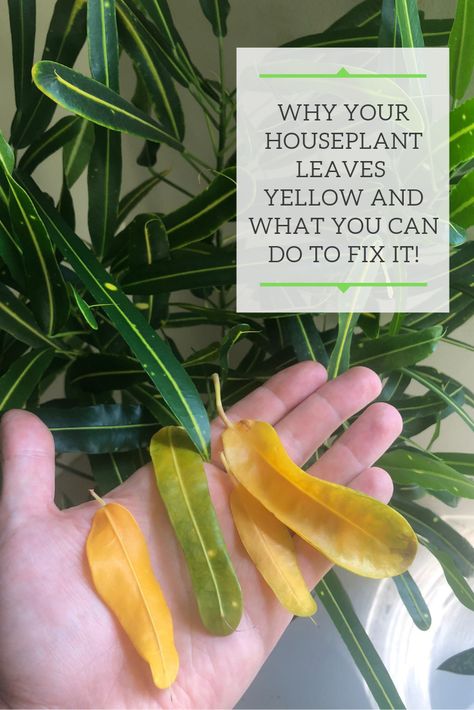 Are you houseplant leaves turning yellow?  Did you know that yellow leaves can be caused by a huge variety of factors?  Read this post to diagnose and fix yellow leaves on your plants! Yellow Leaves On Plants, Houseplant Leaves, Mother In Law Plant, Plant Leaves Turning Yellow, Bean Plant, Yellow Plants, Plant Care Houseplant, Pothos Plant, Indoor Plant Care