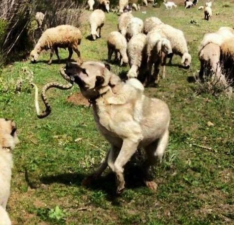 Turkish Kangal, Nature Pollution, Essay Title, Guardian Dog, Kangal Dog, Livestock Guardian Dog, Livestock Guardian, Anatolian Shepherd, Essay Contests