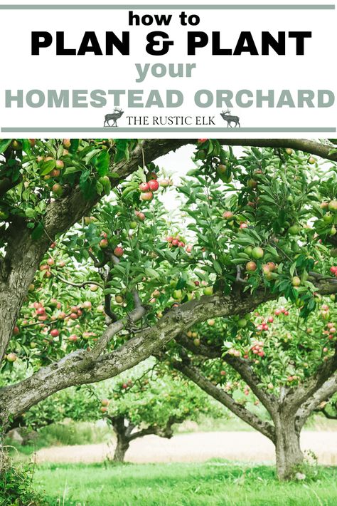 Homestead Orchard, Portage Garden, Homestead Planning, Arizona Backyard Landscaping, Fruit Trees Backyard, Small Homestead, Planting Fruit Trees, Fruit Tree Garden, Orchard Design