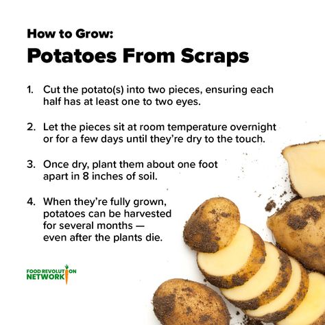 Grow Sweet Potatoes From Scraps, Regrow From Scraps, Potato Growing, Victory Gardens, Regrow Vegetables, Grow Potatoes, Growing Sweet Potatoes, Vegetable Scraps, Vegetable Garden Planner