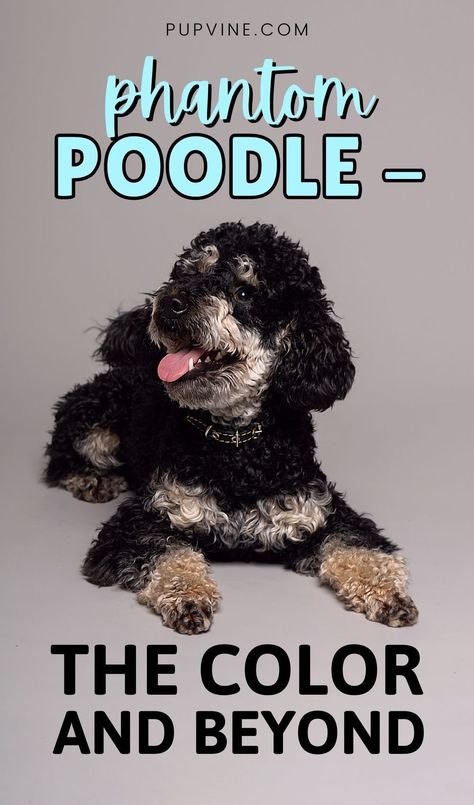 Poodles are thought of as one of the most intelligent and loyal dogs. It’s what makes them such great pets as they are easy to train and keep around the house. When it comes to choosing a Poodle, it mostly comes down to the color and pattern of their coat. In this regard, phantom Poodles are becoming very popular. Silver Toy Poodle, Teacup Poodle Full Grown, Black Miniature Poodle, Toy Poodle Haircut, Black Poodles Miniature, Moyen Poodle, Parti Standard Poodles, Phantom Poodle, Phantom Standard Poodle