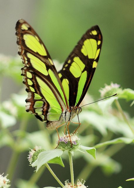 Malachite (Siproeta stelenes) Types Of Butterflies, Beautiful Butterfly Photography, Butterfly Species, Flying Flowers, Butterfly Photos, Beautiful Bugs, Butterfly Pictures, Butterfly Kisses, Airbrush Art