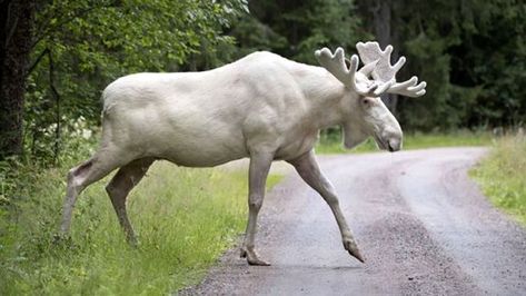 Specter Moose of Maine – Legends of America Albino Moose, Moose Pictures, Rare Albino Animals, White Moose, Albino Animals, Rare Animals, An Animal, Animal Photo, Beautiful Creatures