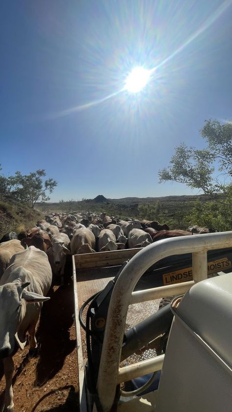 Cattle Station, Farm Work, Cowboy Life, Country Couples, Country Aesthetic, Outback Australia, Rural Living, Cattle Ranching, Western Life